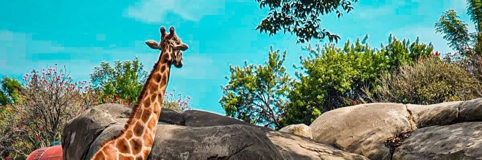 THoffay's profile banner image
