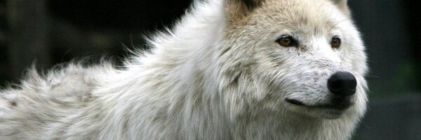 steve_twig Profile Banner