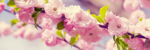 TyMelody Profile Banner