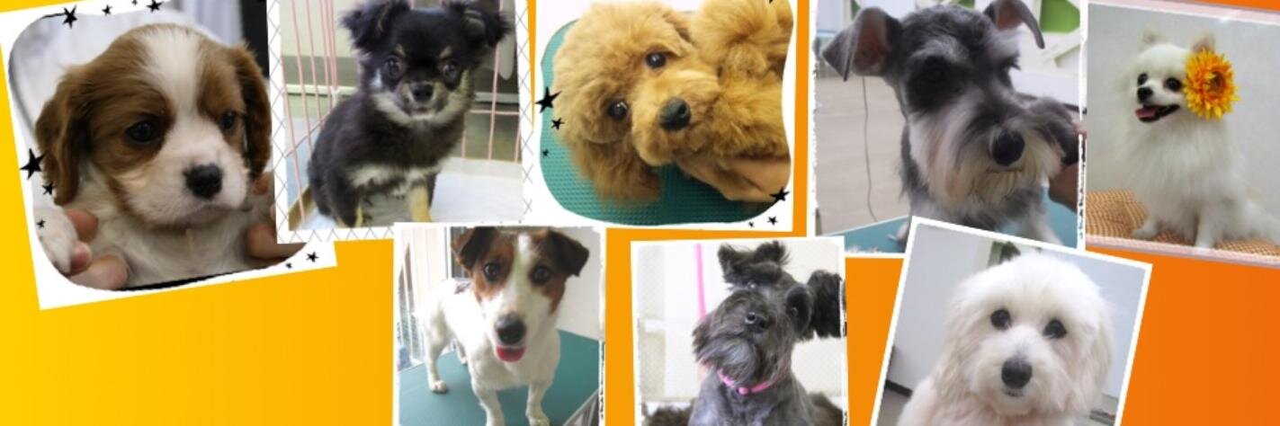 pet_nsb's profile banner image