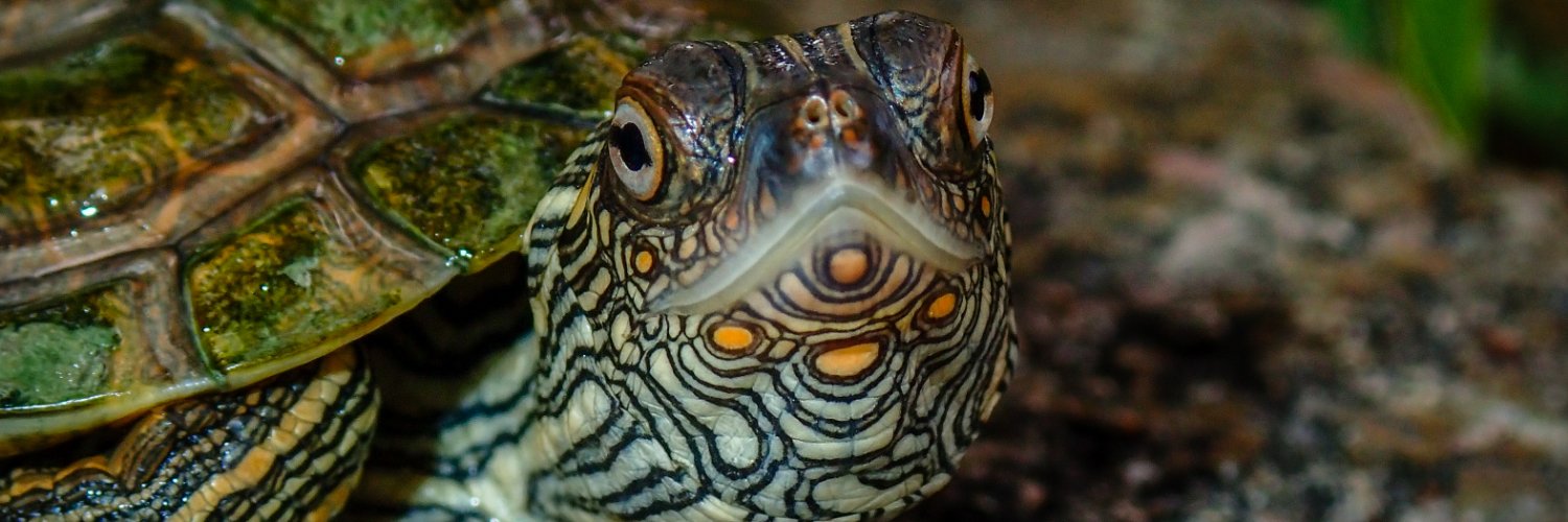 theTurtleRoom banner