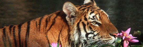 TheBigOz Profile Banner