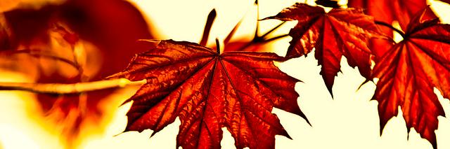 2pLadyCanada's profile banner image