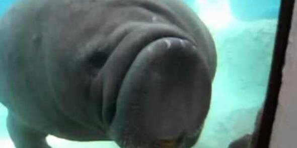 martinmanatee's profile banner image