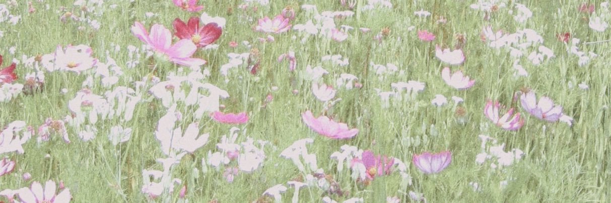 beIIaure's profile banner image