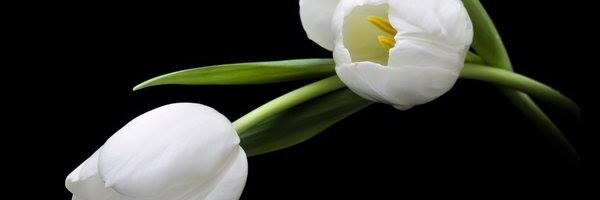 leylaozek's profile banner image