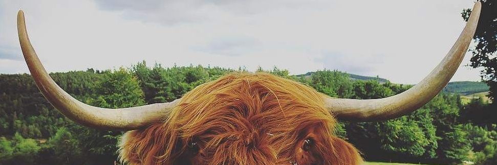 KarlSheppard's profile banner image