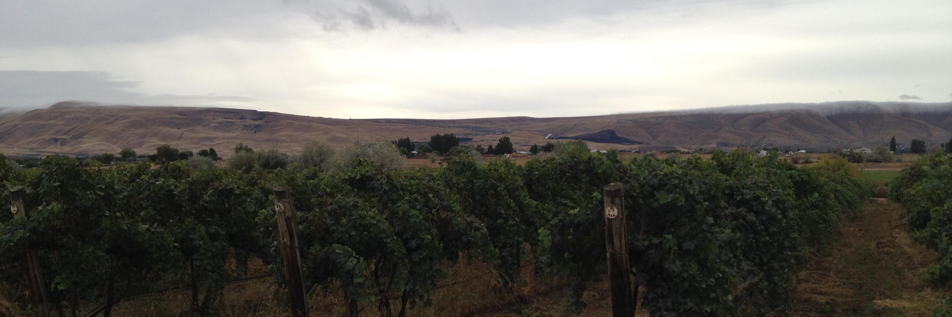 Viscon Cellars banner