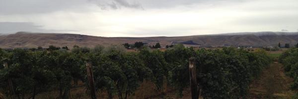 Visconcellars Profile Banner