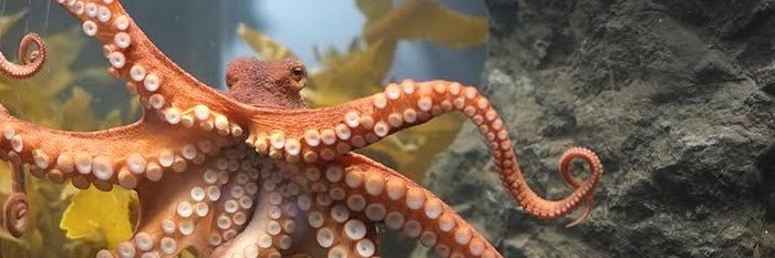 El Pulpo 🐙 banner