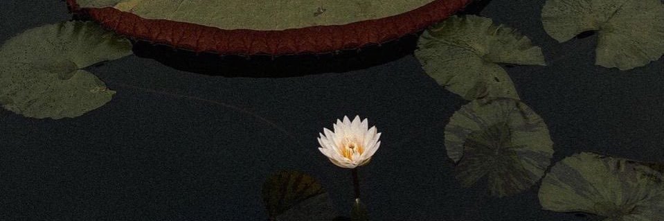 ┊͙ ˘͈ᵕ˘͈ banner