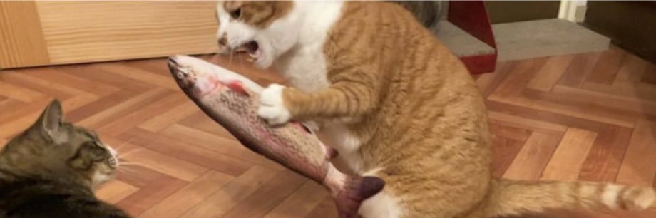 trout_pedantry's profile banner image