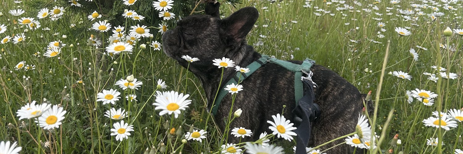 Flor_hrs's profile banner image