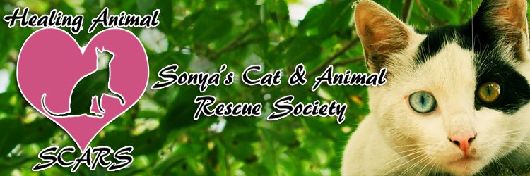 katsonyaSCARS's profile banner image