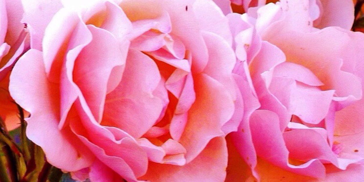 Maria____15's profile banner image