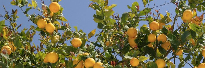 𝑳𝒆 𝑹𝒖𝒕 banner