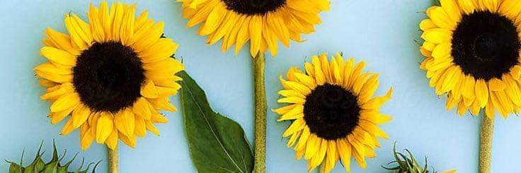 Klose9_၊||၊ DeSpeed ၊||၊ banner