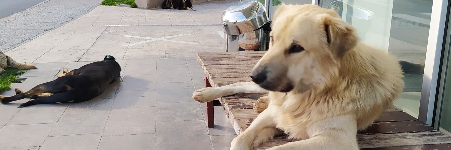 brscebeci's profile banner image
