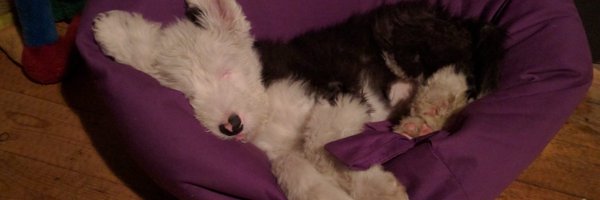 Henry_Nottage Profile Banner