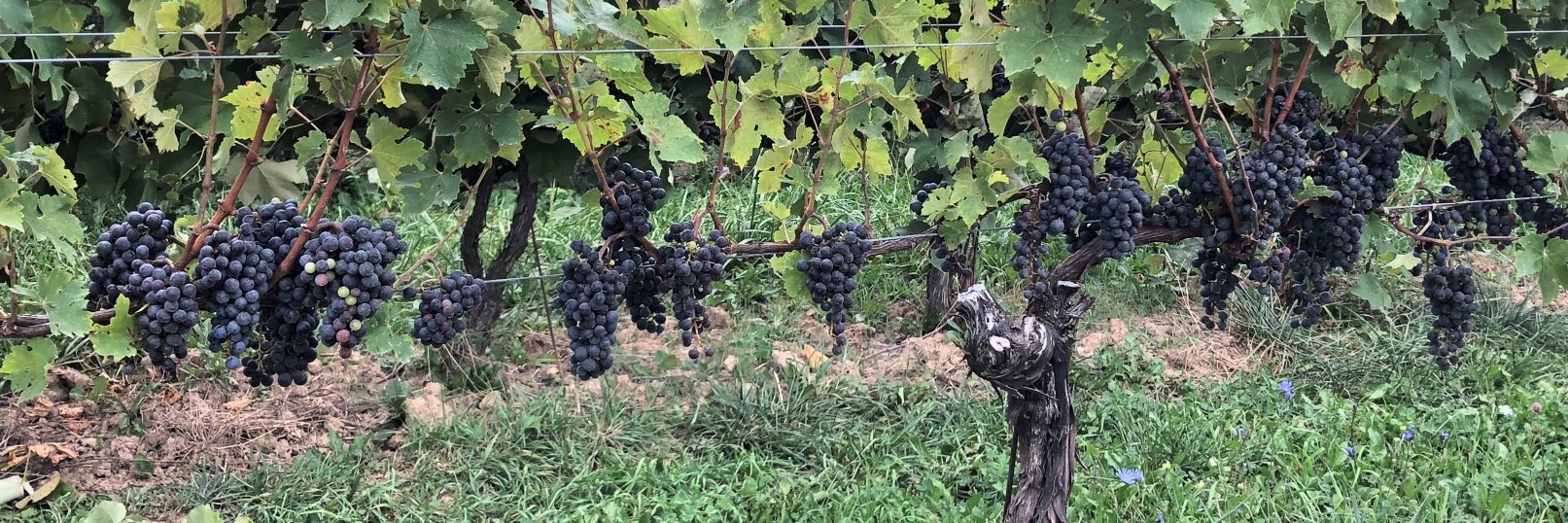 Laura Sabourin banner