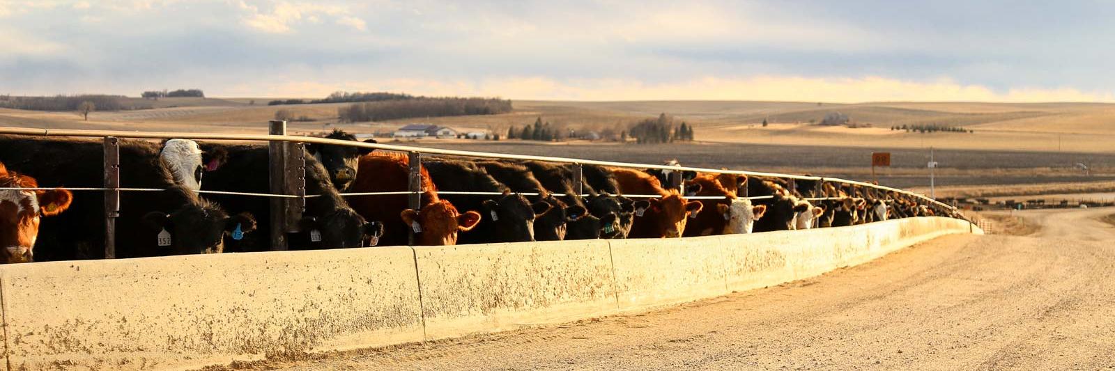 AFeedlot's profile banner image