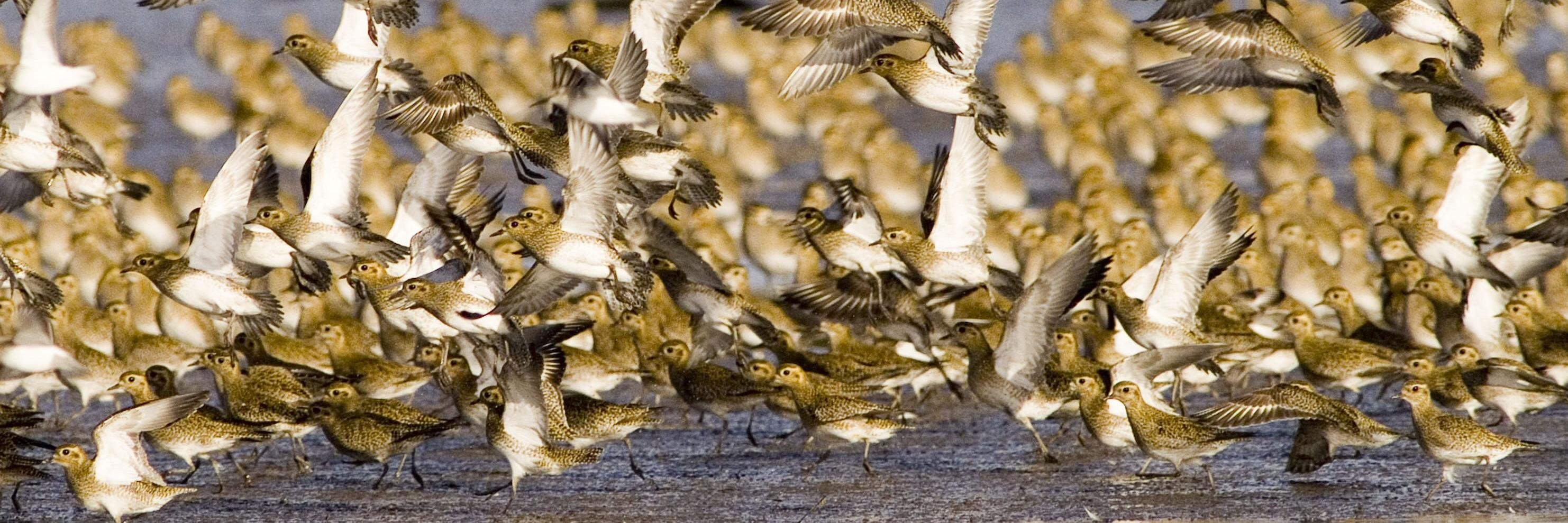 BirdsCount_ie's profile banner image