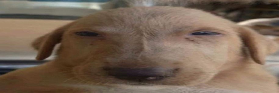 geroglyph's profile banner image