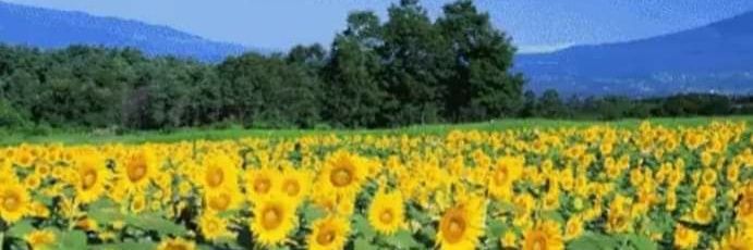 Argus Collingwood 🗽#KHive 💙💛🌻🇺🇦 banner