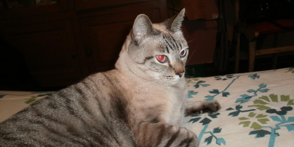 El gato Toño 😸 banner