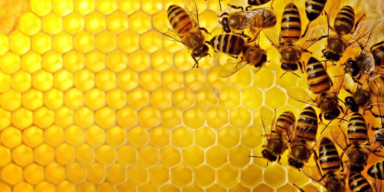 PlanBee3's profile banner image