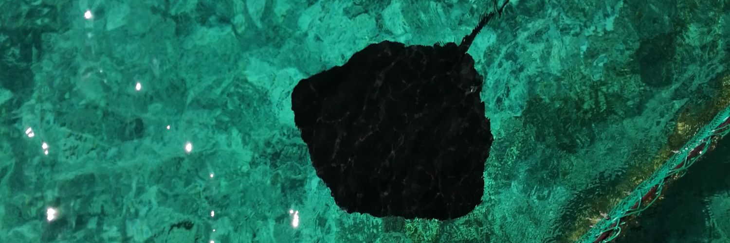 itsmonicacst's profile banner image