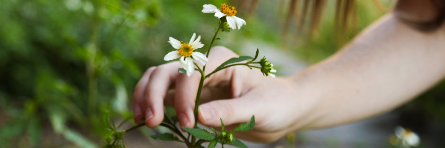 withinarose's profile banner image