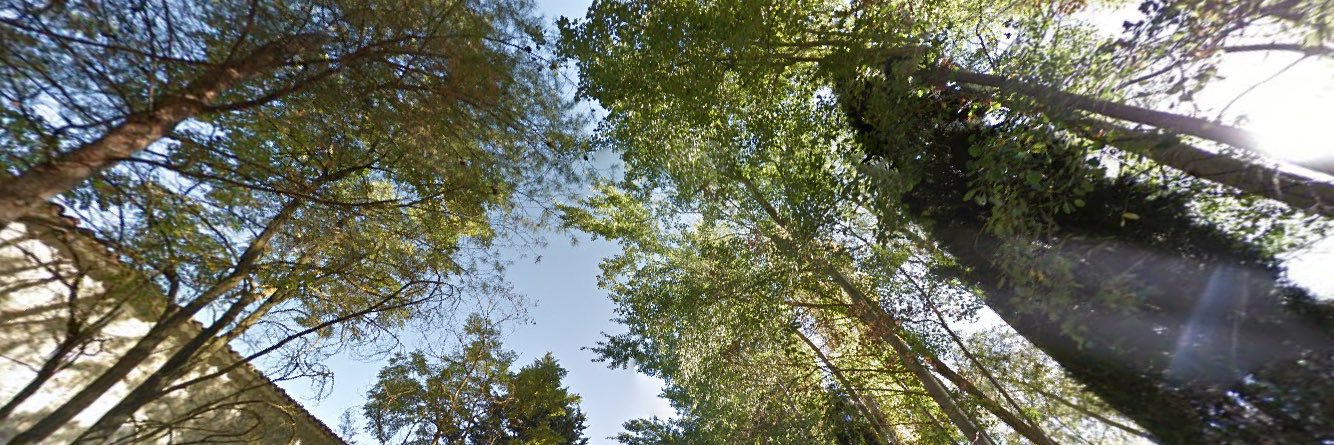 ForestAlcarr's profile banner image