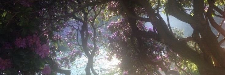 MiaRayneS's profile banner image
