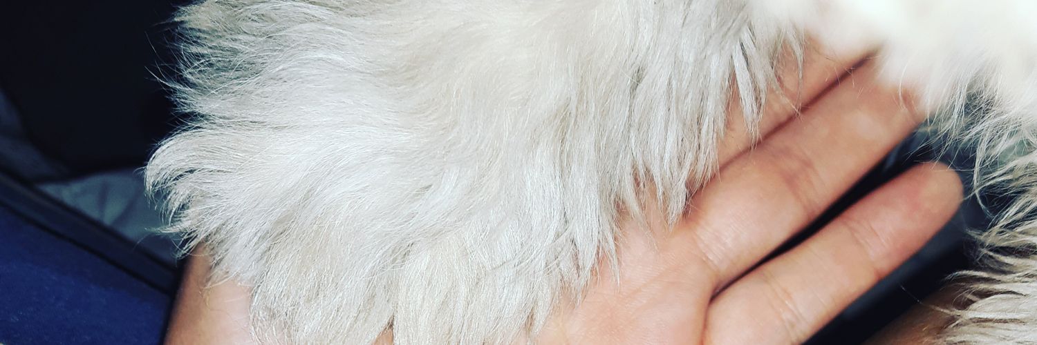 Jess_MMoreno's profile banner image
