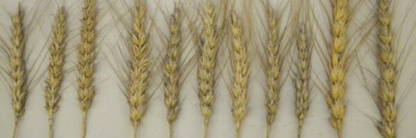 RNGherb Profile Banner