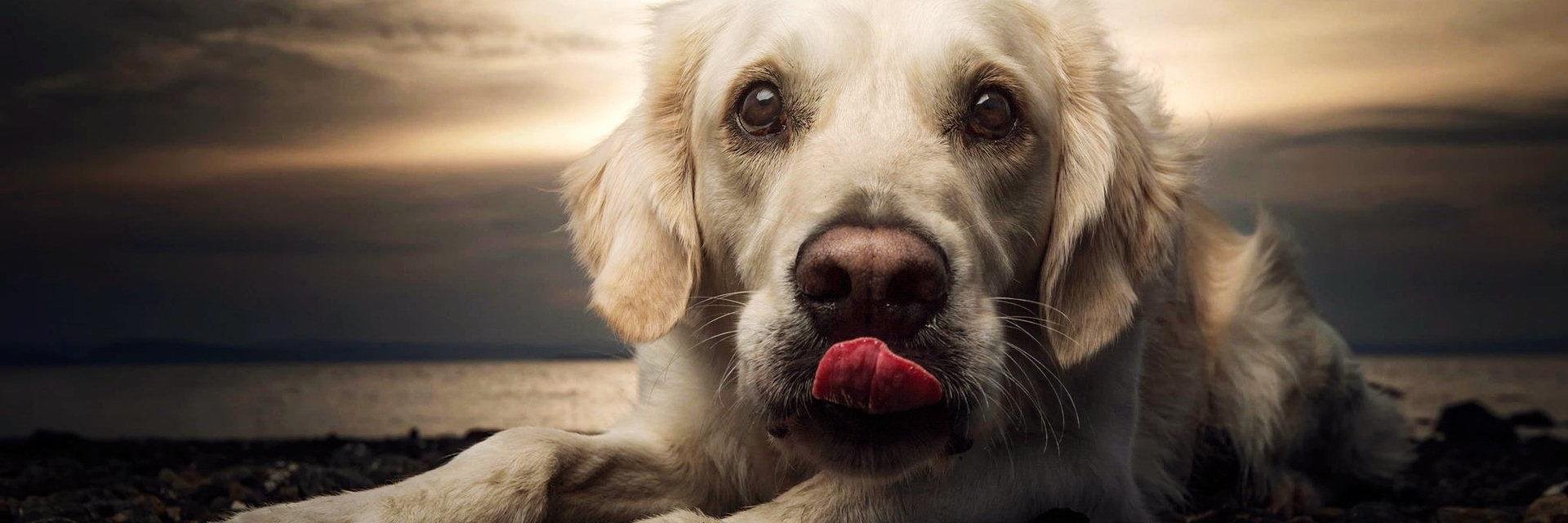 NAWS Humane Society banner