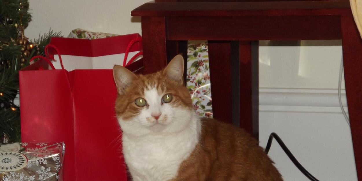 Penny Anthony banner