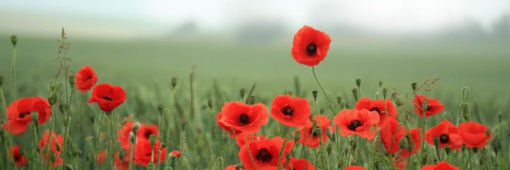 tisha_blin's profile banner image