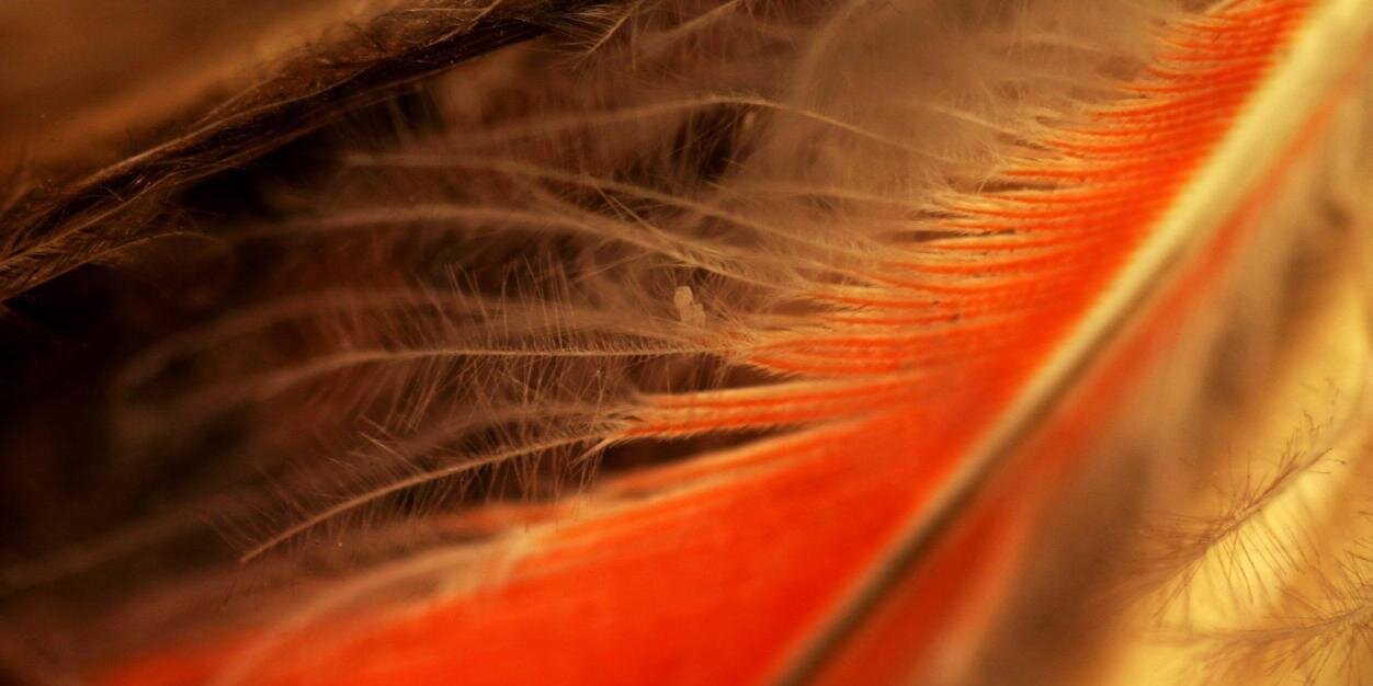 AvianMalaria's profile banner image