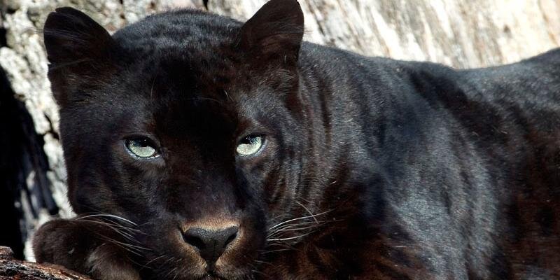 colitadcuadril's profile banner image