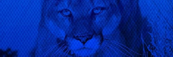 BYUapologist Profile Banner