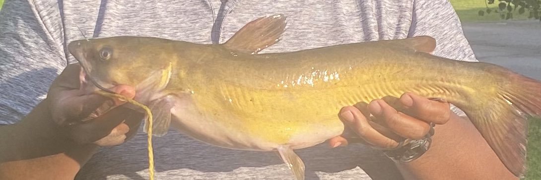 Richard Nelson banner