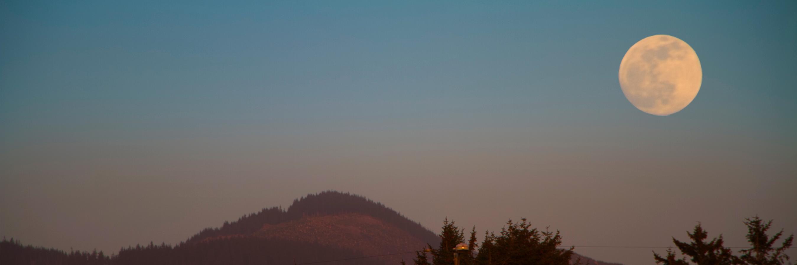 naturethief's profile banner image