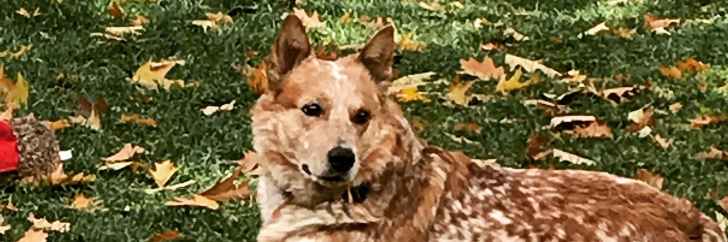 stephisasmarty's profile banner image