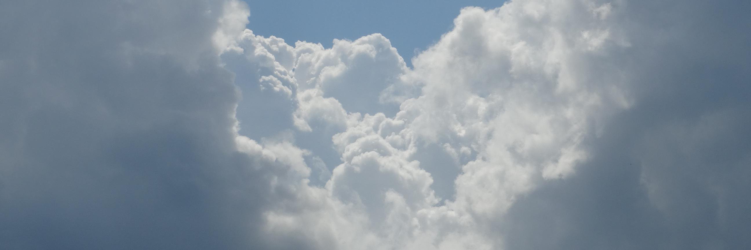 wolfpaw98's profile banner image