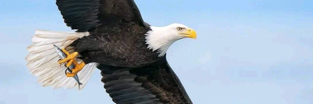 PreciousBee_'s profile banner image