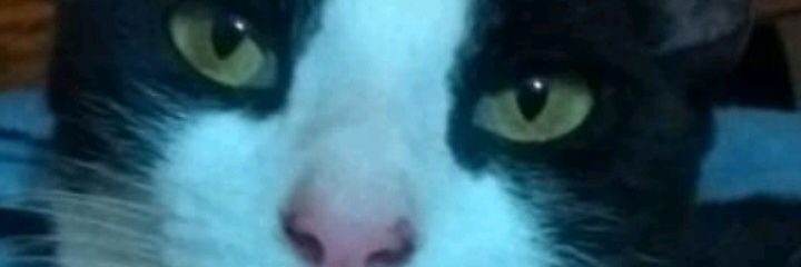 coelhodevenus's profile banner image