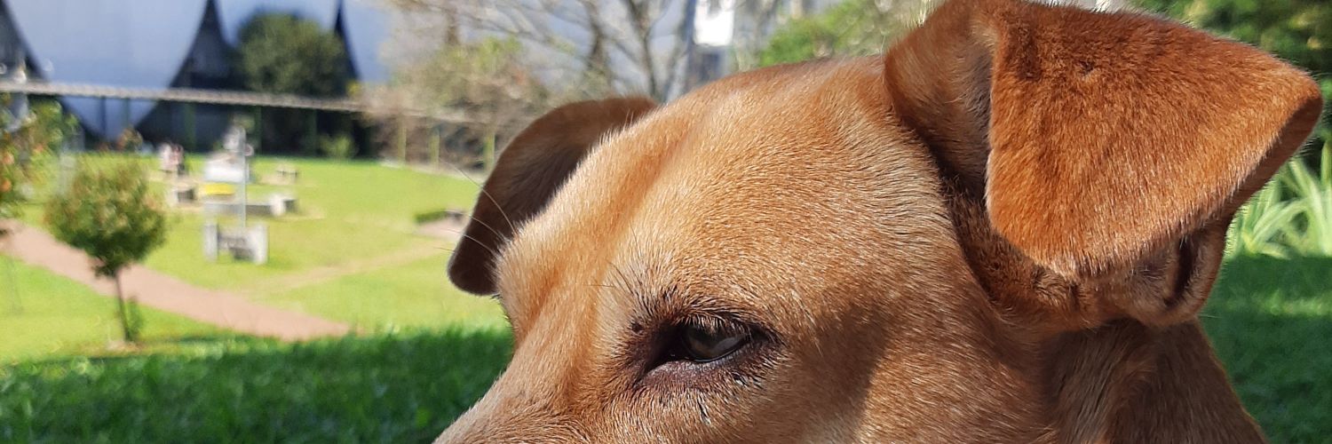 alinabolseira's profile banner image