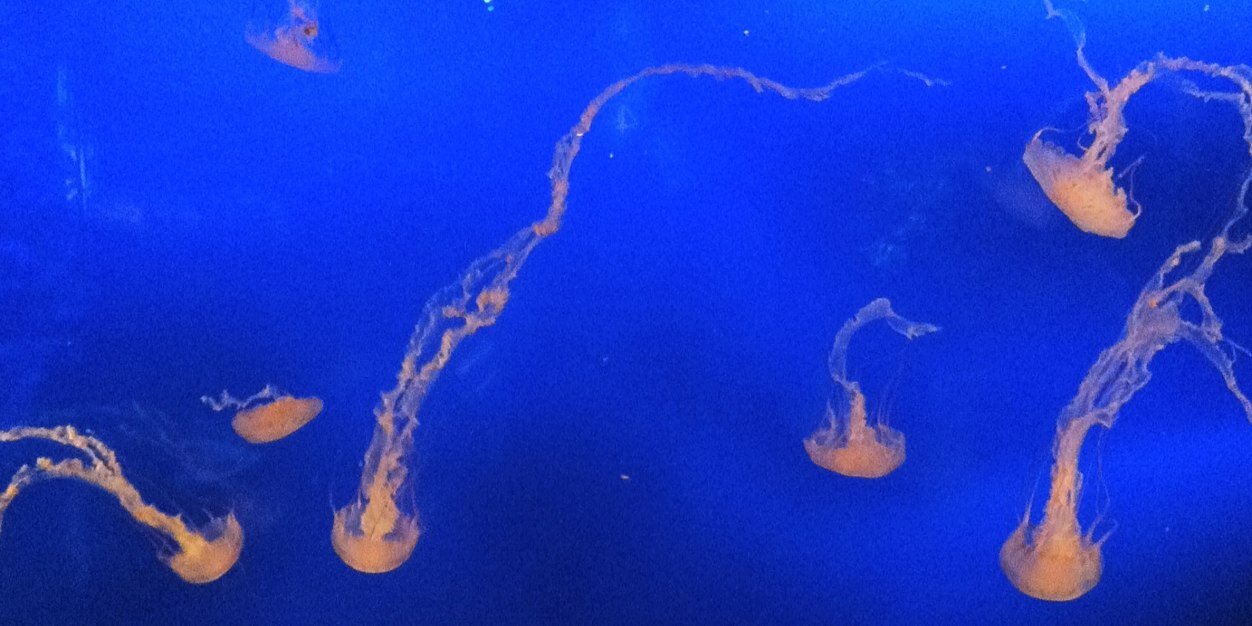 Greg Gerla 🇨🇦 banner